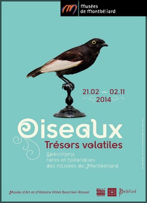 Muse dart et dhistoire - Htel Beurnier-Rossel, Montbliard - Exposition : Oiseaux, trsors volatiles
