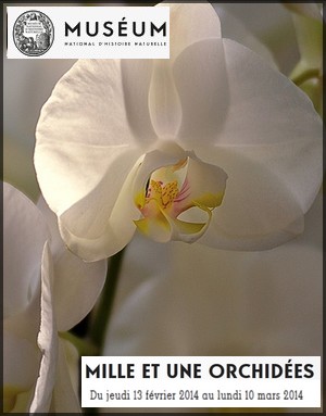 Musum National d'Histoire Naturelle - Exposition : Mille et une orchides